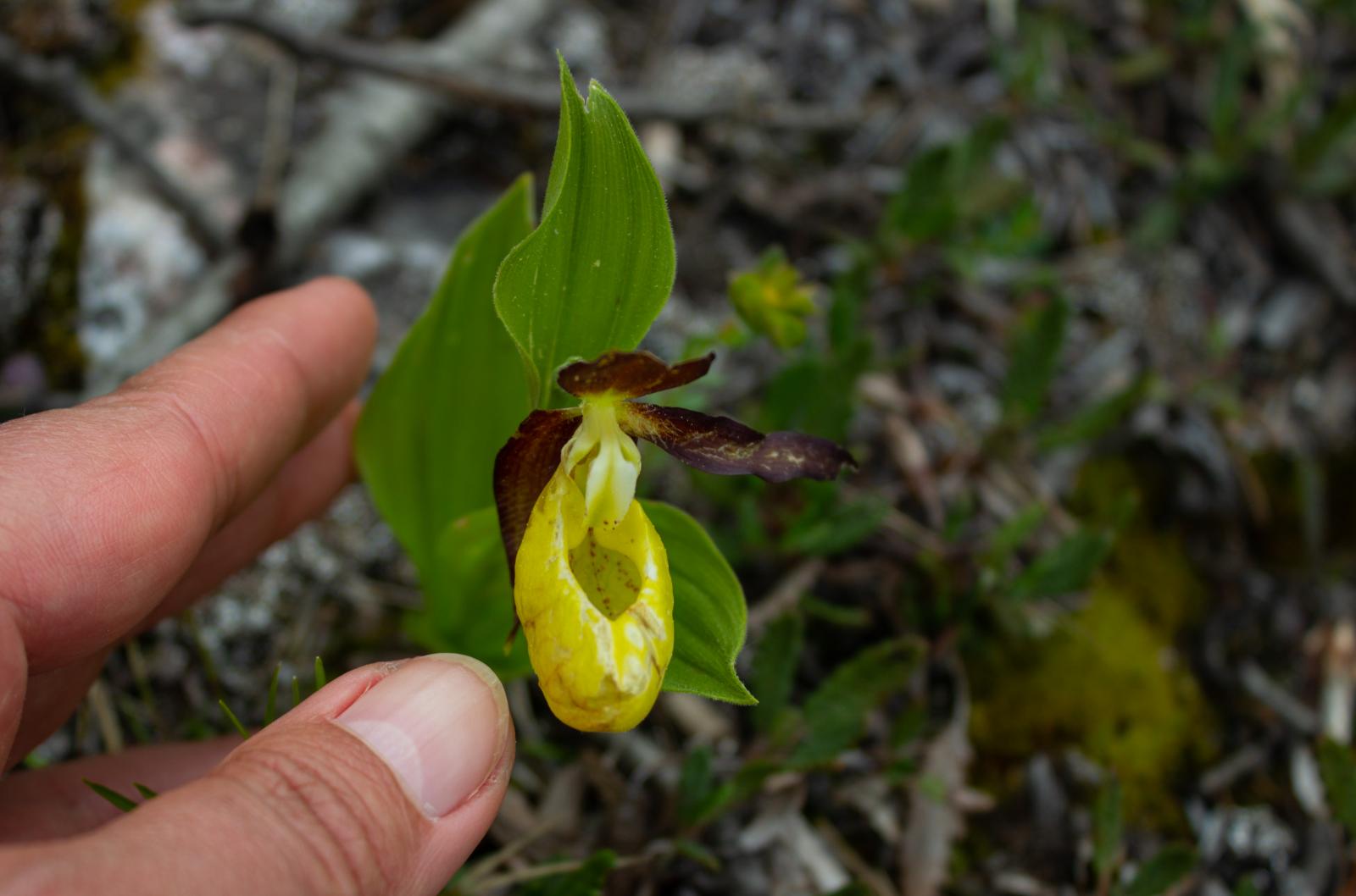 Mexikói sivatagból magyar párkányra: sok milliárdos üzlet a botanikusbűnözés