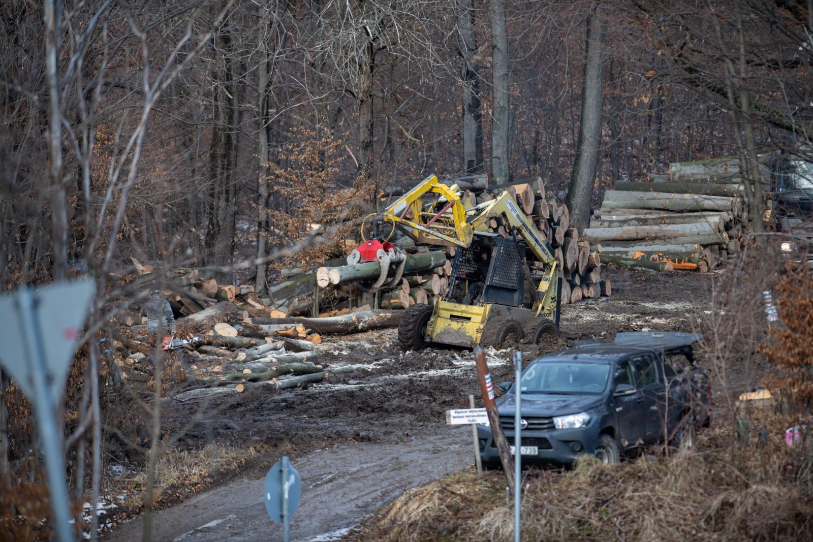 Már a fák sincsenek biztonságban, félő, hogy az Orbán-kormány az állami erdőket is alapítványoknak adja
