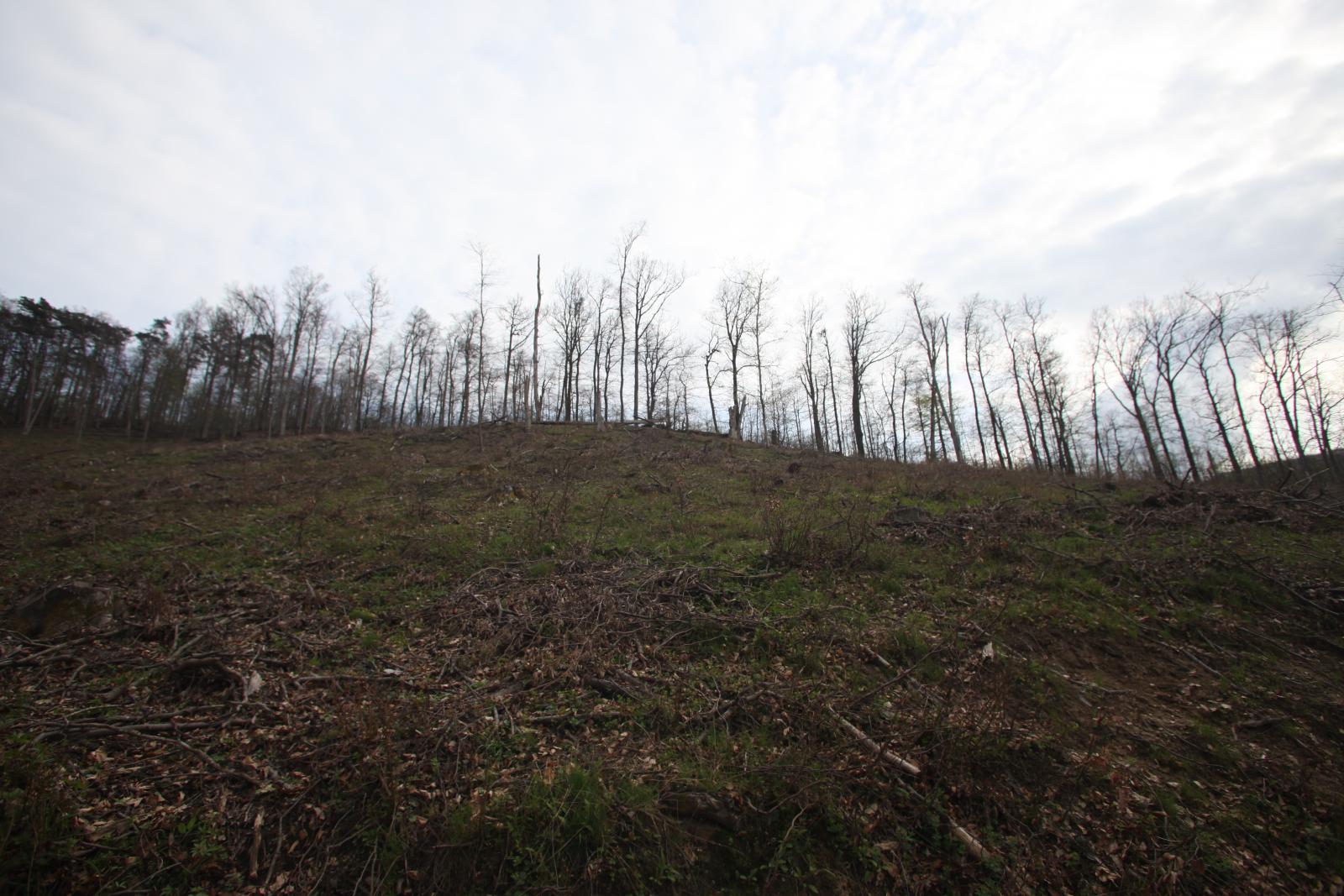 2025-ben végvágott bükkerdő, háttérben a kíméleti terület