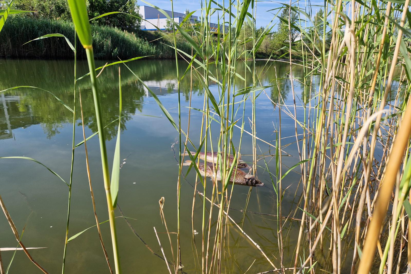 Greenpeace: Magzatkárosító oldószert találtak a komáromi ipari park víztározójában