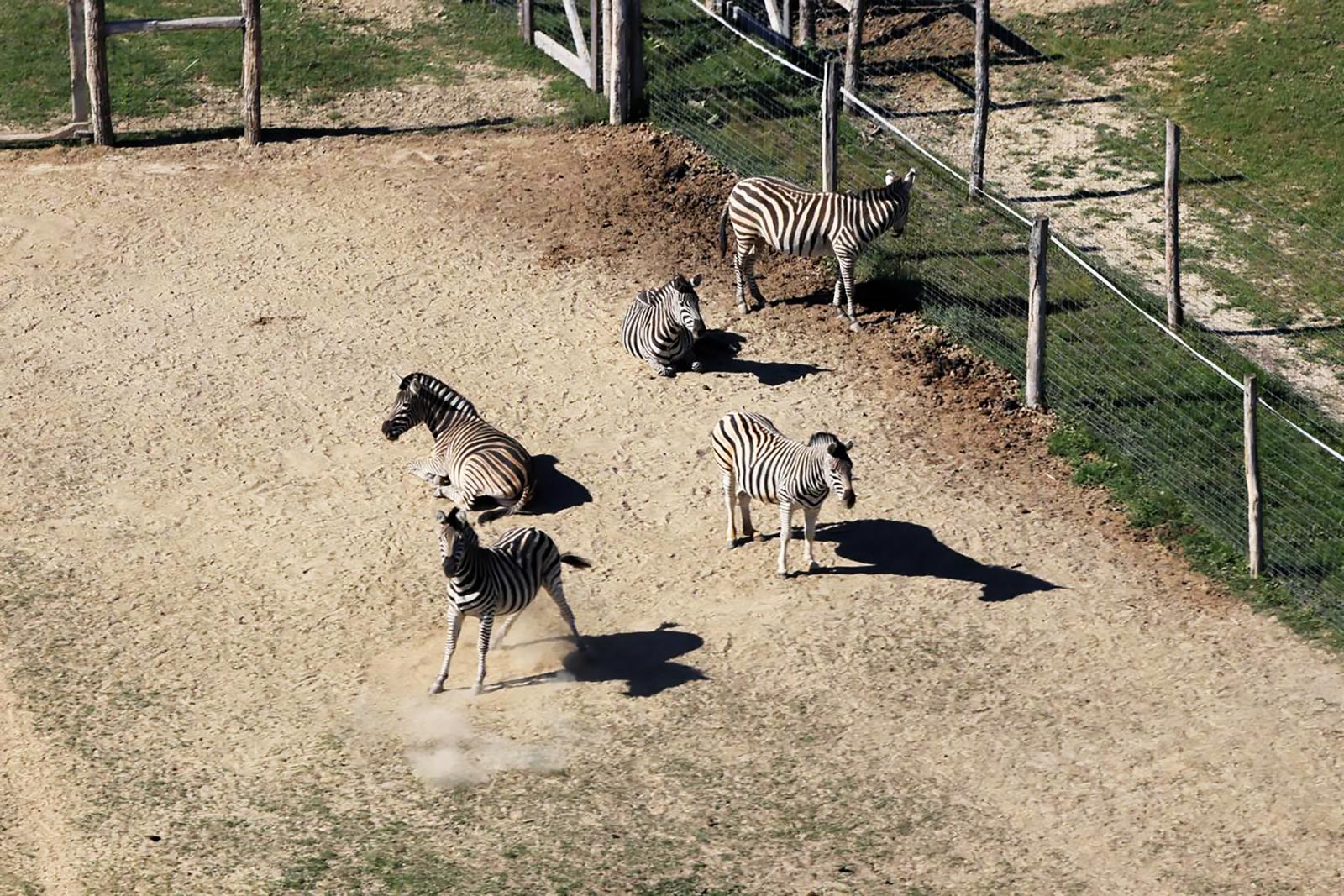 Megfagyott három zebra Hatvanpusztán, egy negyedik elhullását még vizsgálja a kormányhivatal