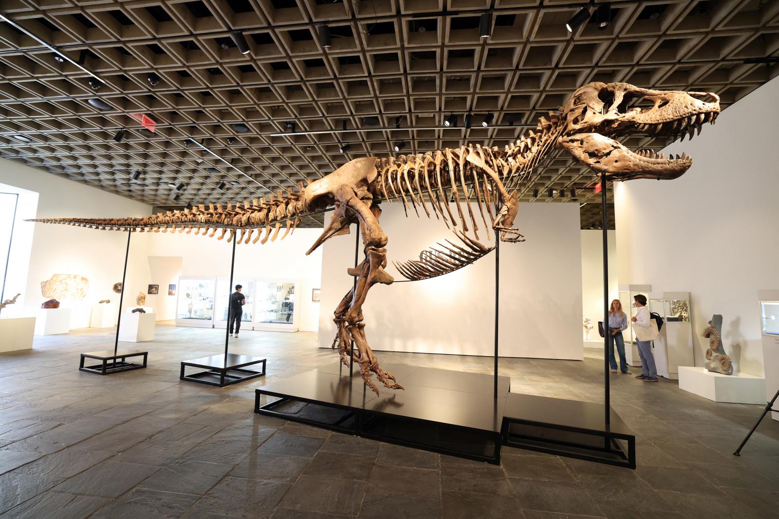 T. rex árverésen: versenyben a múzeumok és a milliárdosok