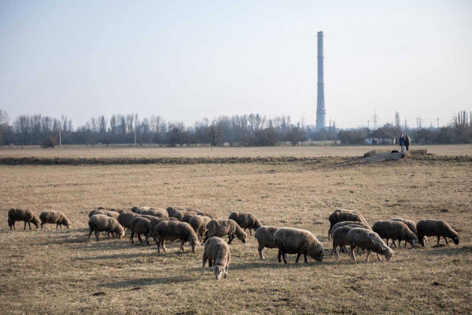 Húsz év után kilakoltatták a Mocsárosdűlőről az illegális gazdálkodót, aki négy hektáron kaszálni kezdett a védett magyar szöcskefaj élőhelyén