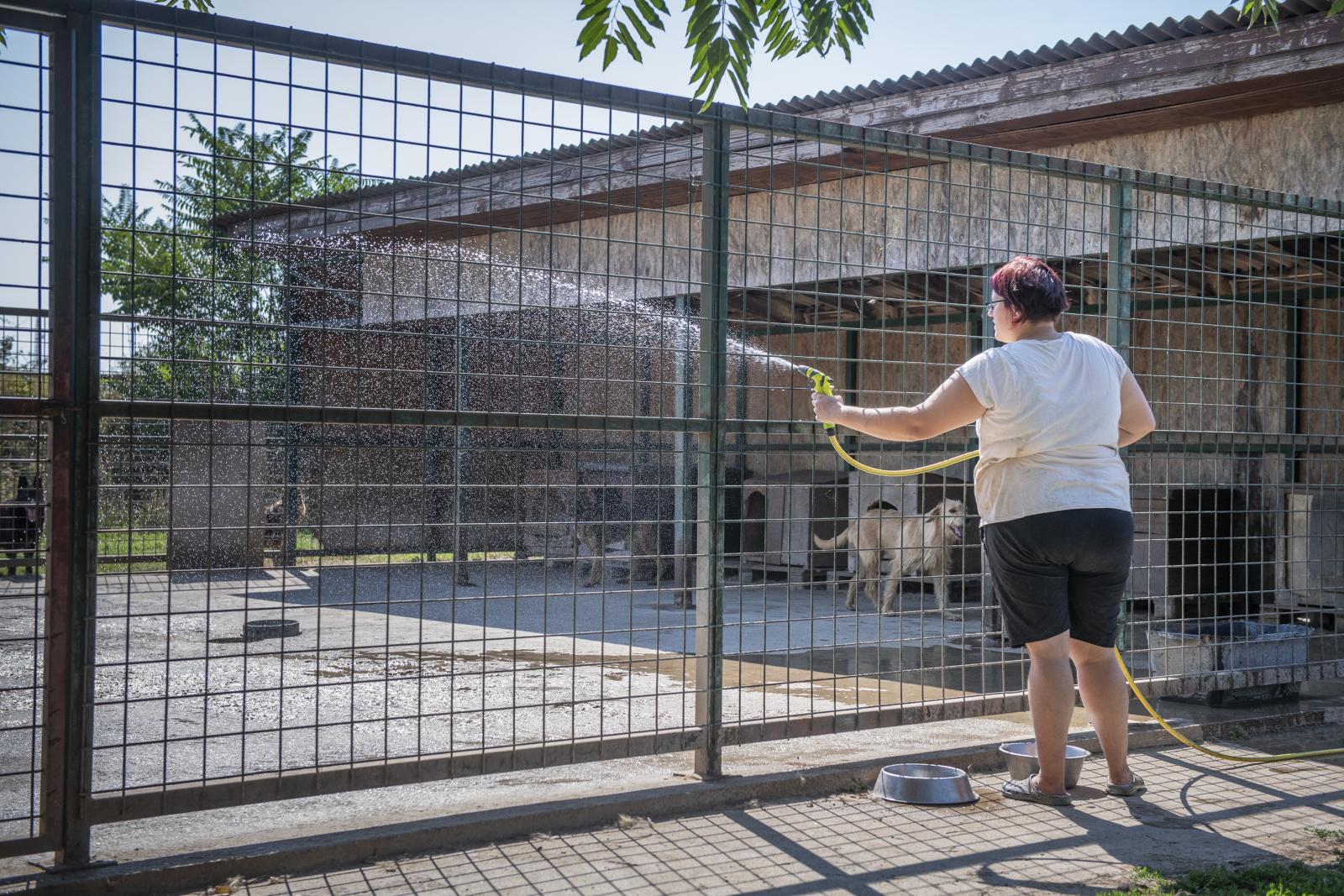 A hőség nemcsak az embereket, hanem a kutyákat, macskákat is megviseli, az állatvédelem pedig komoly forráshiánnyal küzd