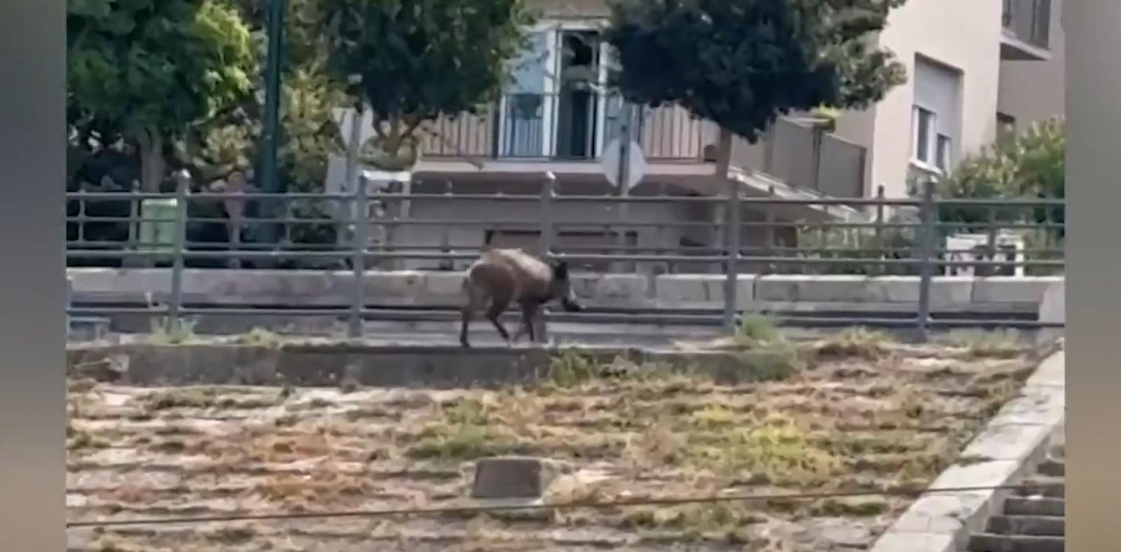 Itt a videó, átúszta a Dunát, aztán elindult Országház felé a Kossuth téren a metróba tévedő vaddisznó