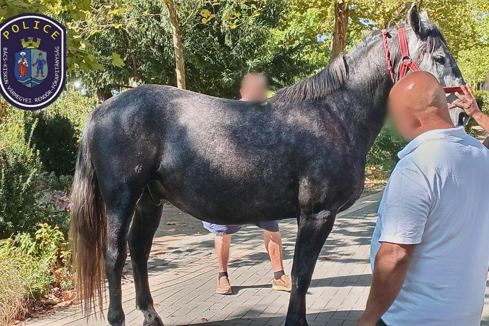 Hintóval elszabadult lovak sodortak el gyalogosokat Kiskunfélegyházán, ketten súlyosan megsérültek
