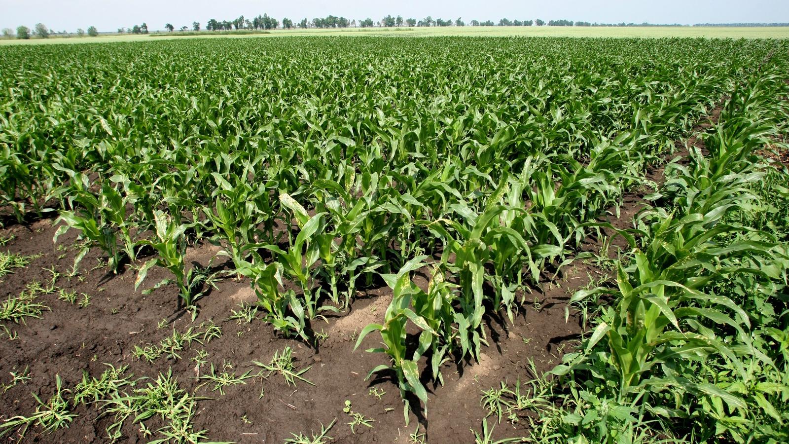 Az országhatár túloldalán már génmódosított kukoricákat termesztenek FOTÓ: K2 PRESS