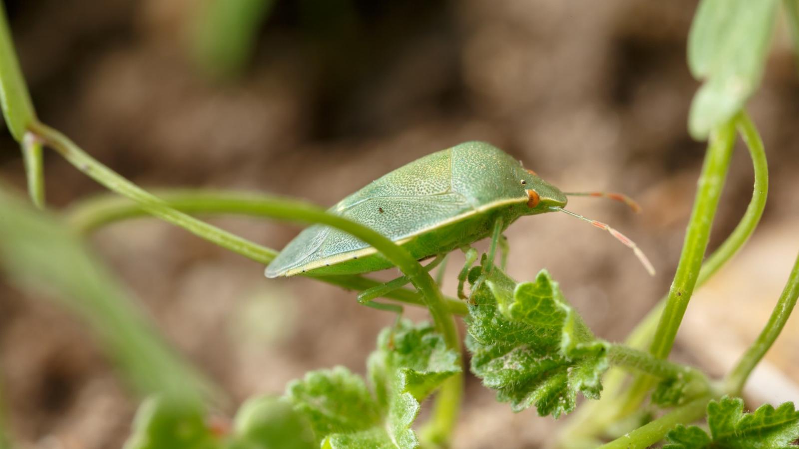 Zöld vándorpoloska (Nezara viridula)