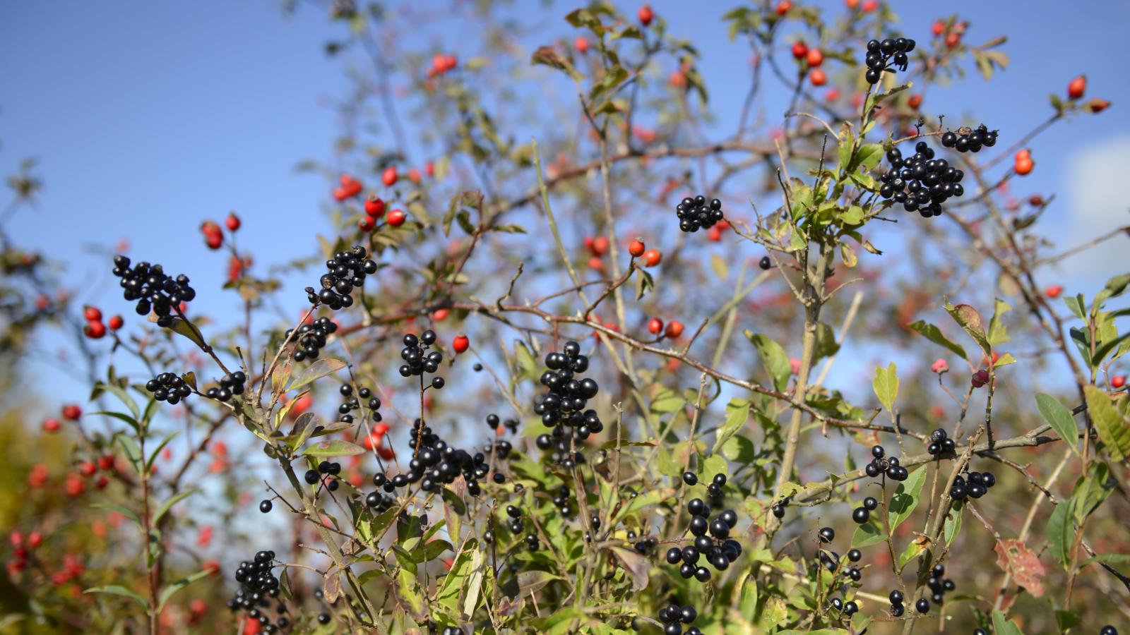 Privet (Ligustrum vulgare) and Dog Rose (Rosa canina) fruits, Northern Vosges Regional Nature Park, France