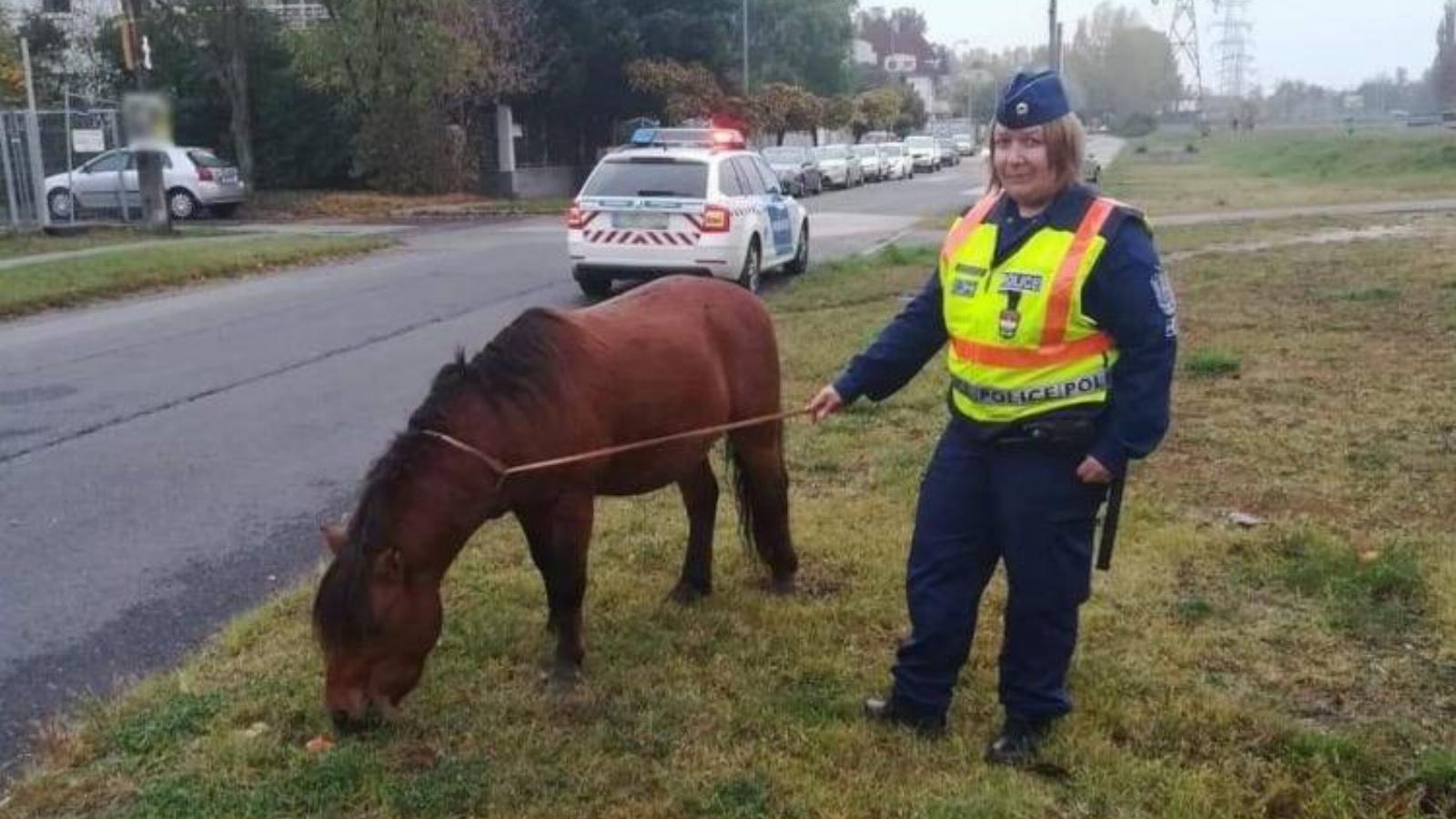 Az elpónigolt póniló