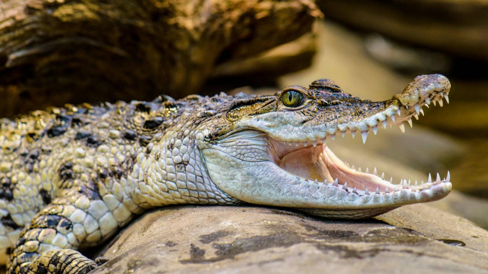 Mindoro-krokodil (Crocodylus mindorensis)