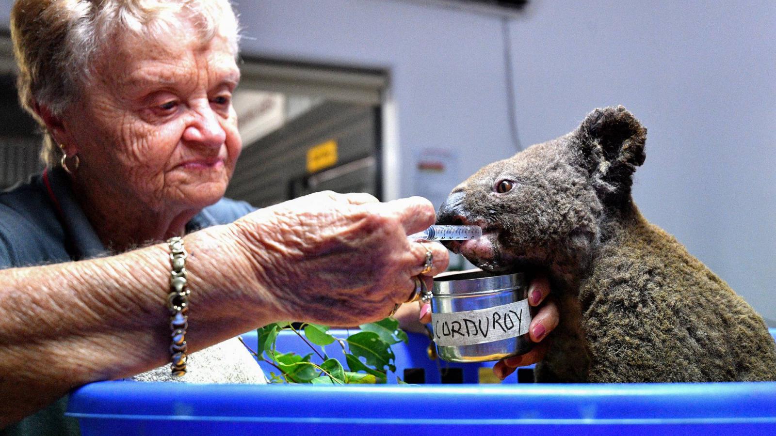 Megégett koalát ápolnak a Port Macquarie-i állatkórházban