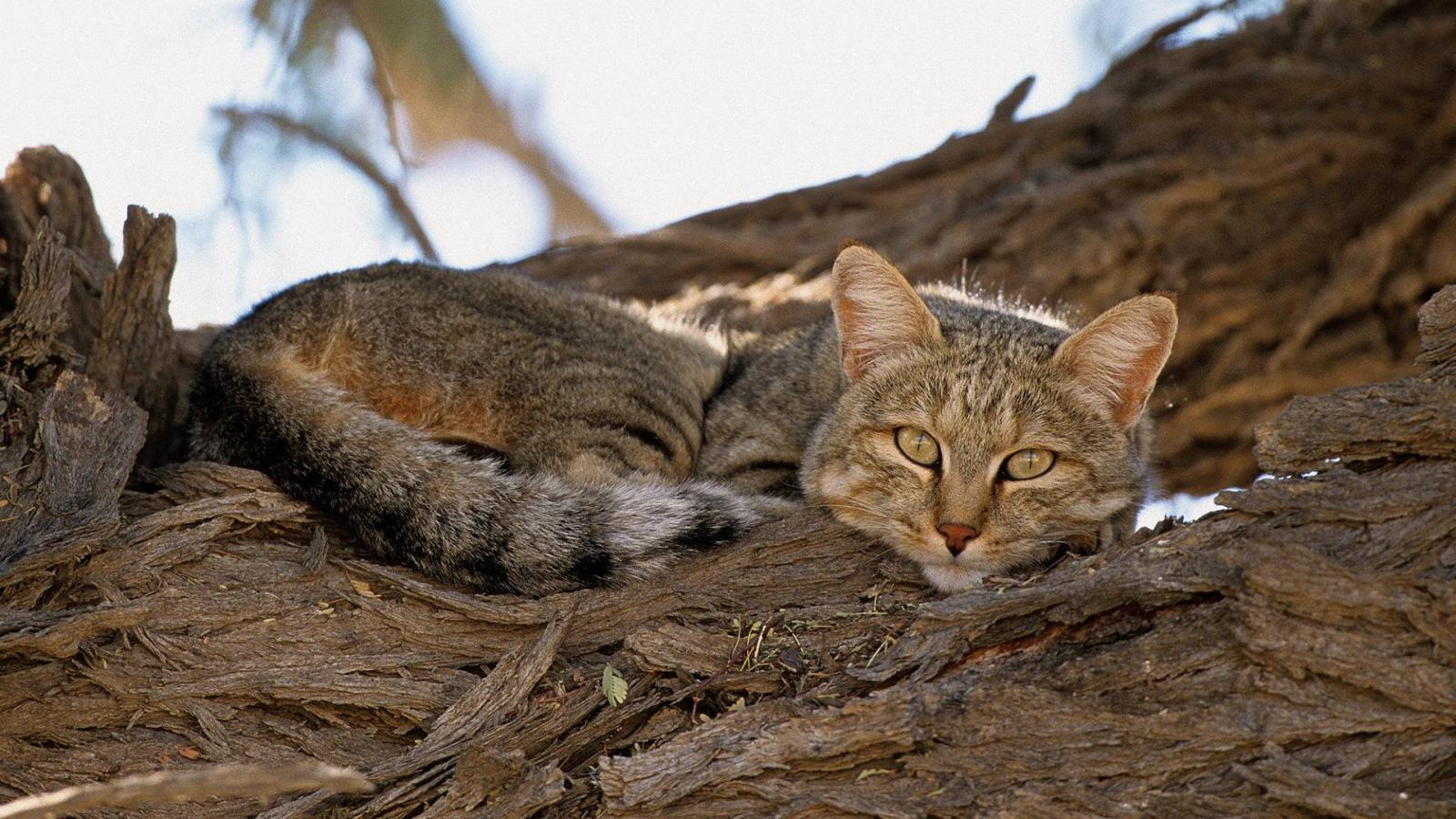 Felis silvestris lybica, azaz afrikai vadmacska