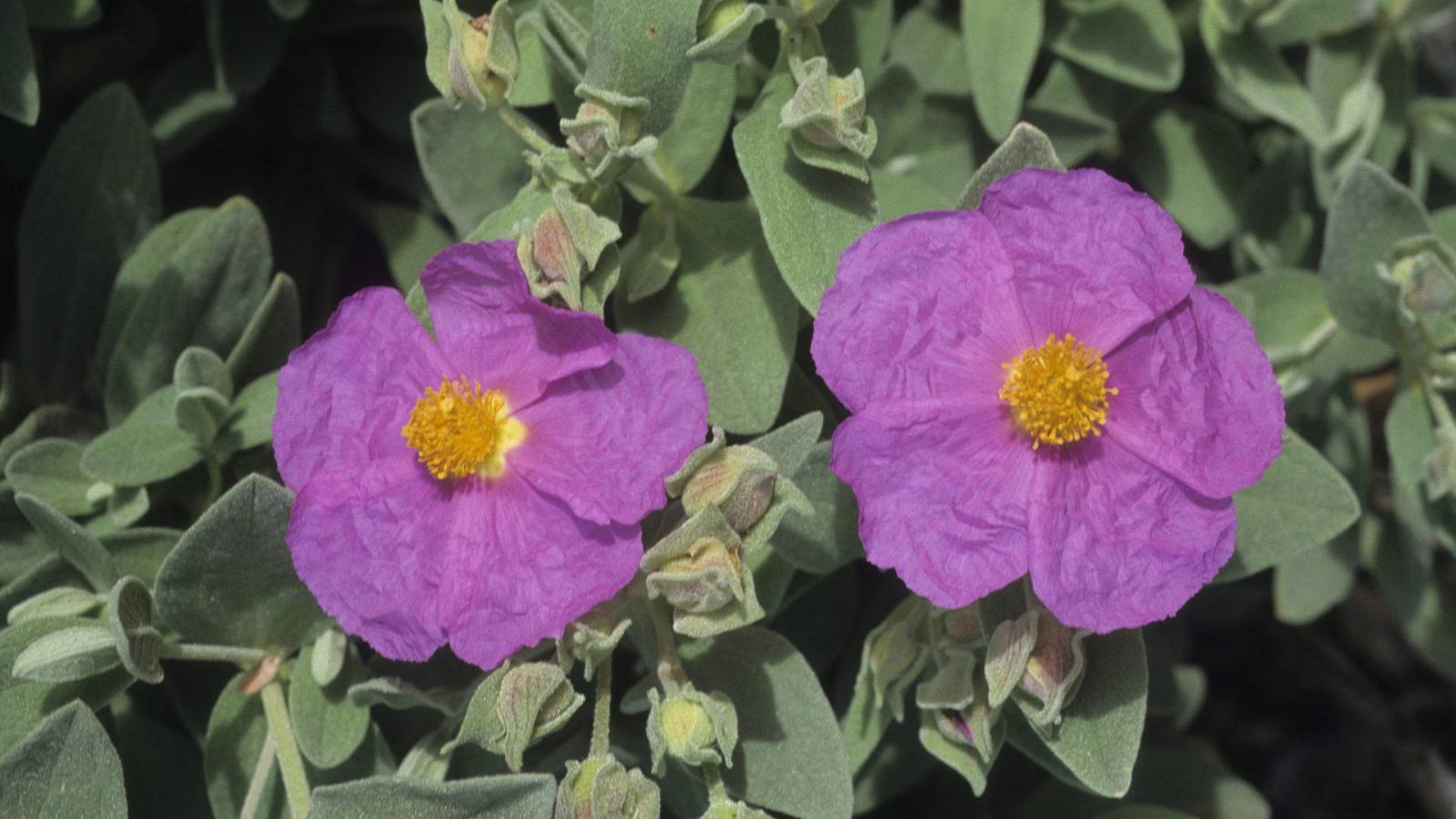 Cistus creticus