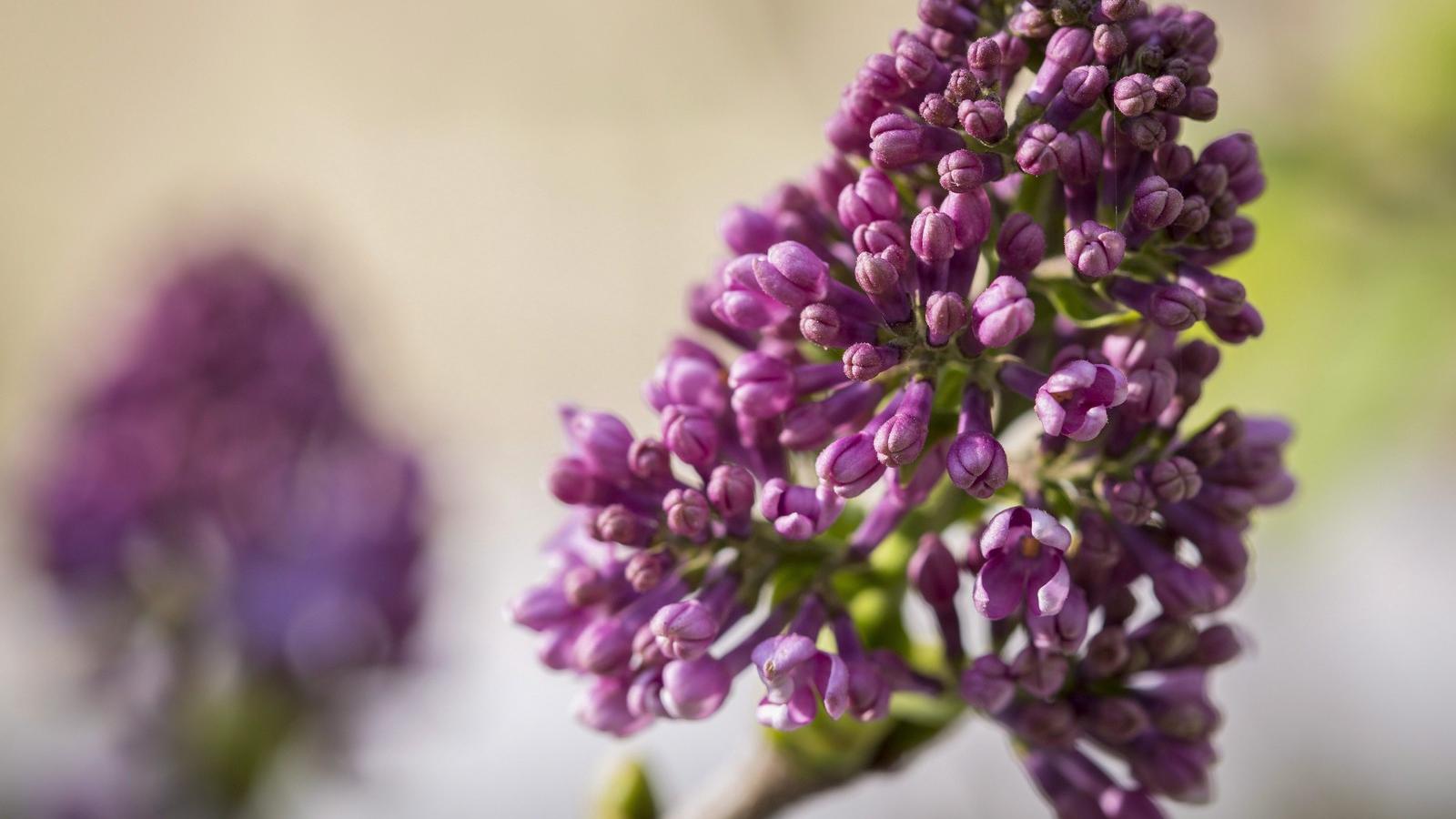 Virágzó orgona (Syringa vulgaris) Gádoroson 2014. október 18-án. MTI Fotó: Rosta Tibor