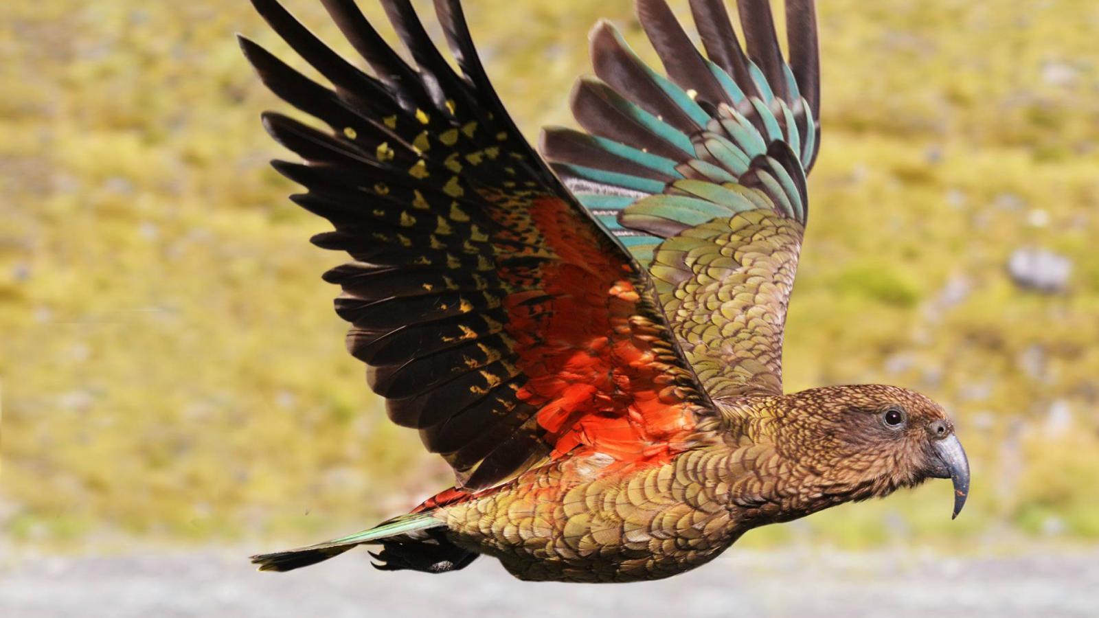 Kea,Mountain,Parrot,(nestor,Notabilis),Fly`s,In,Motion,In,Fiordland