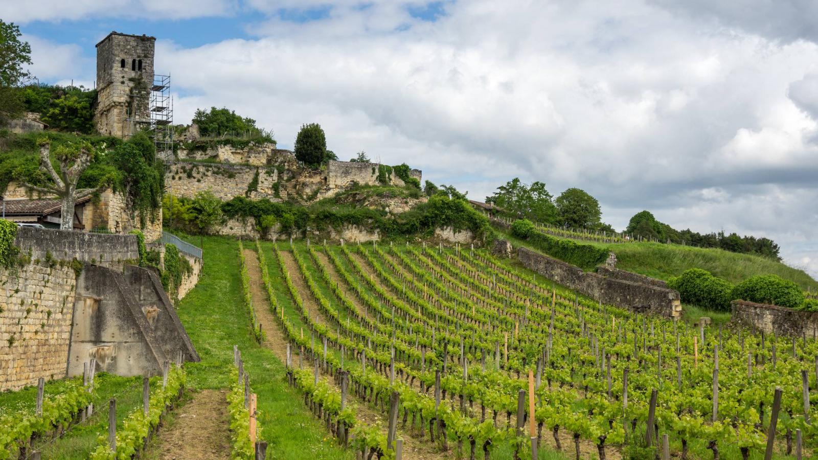 Szőlők Bordeaux környékén. Képünk illusztráció.