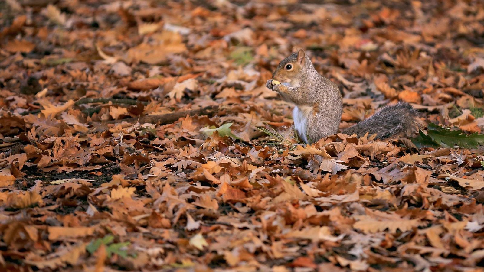 FOTÓ: Getty Images, Christopher Furlong