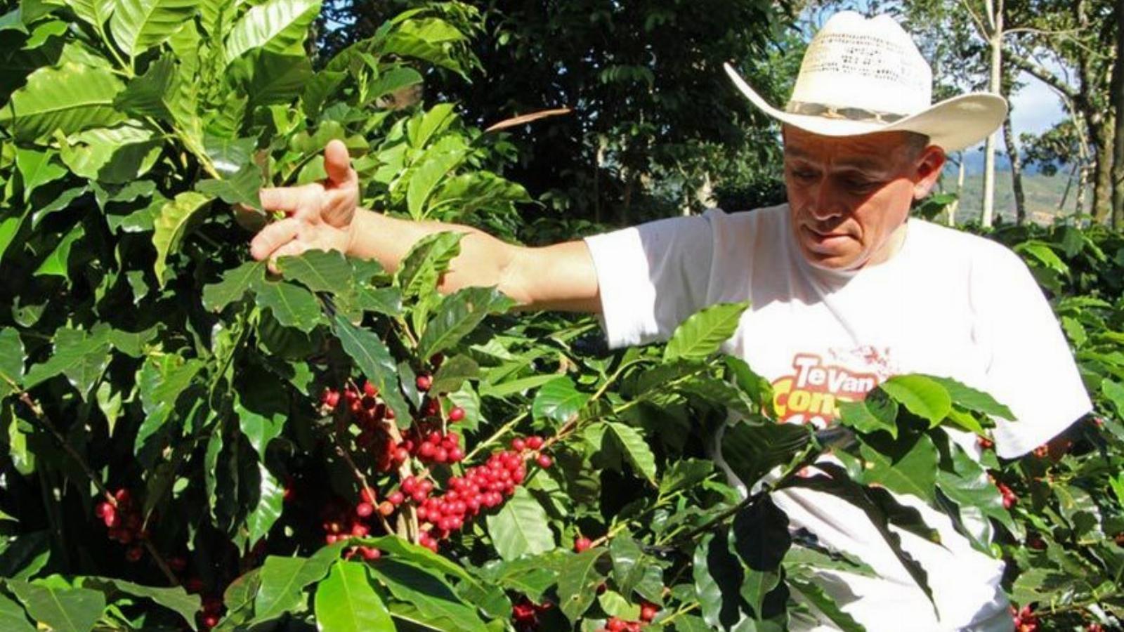 Francisco Villeda kávéfarmja Hondurasban