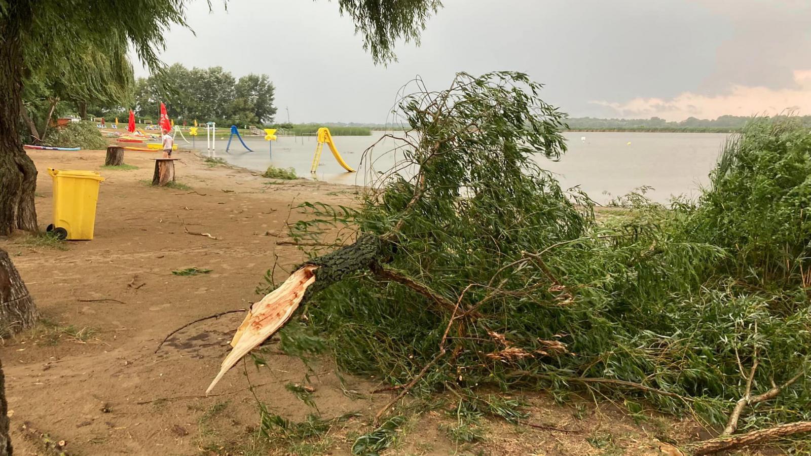 Kidőlt fa a poroszlói strandon. 