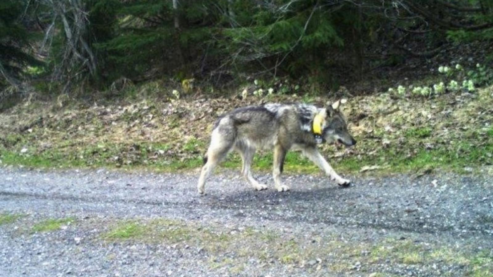 A farkas már közel kétezer kilométert tett meg hosszú vándorlása során