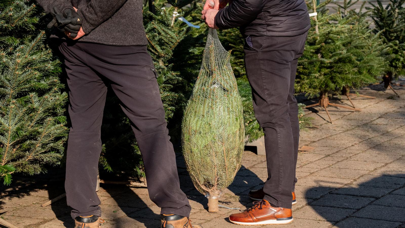 December a fenyőárusok ideje, az ország legtávolabbi pontjára is eljut a karácsony szimbóluma