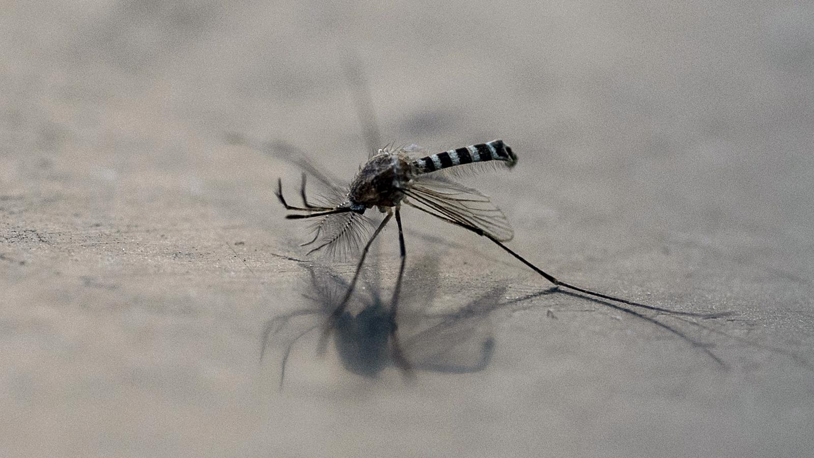 Egyiptomi csípőszúnyog (Aedes aegypti).