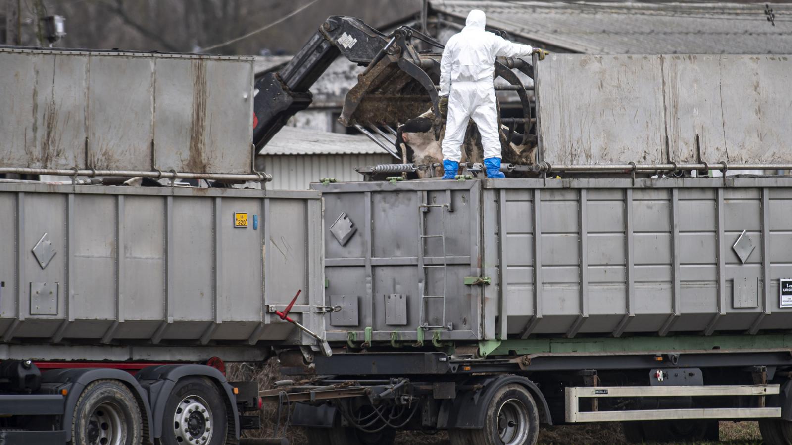 A száj-és körömfájás betegséggel érintett szarvasmarhatartó telep Kisbajcson