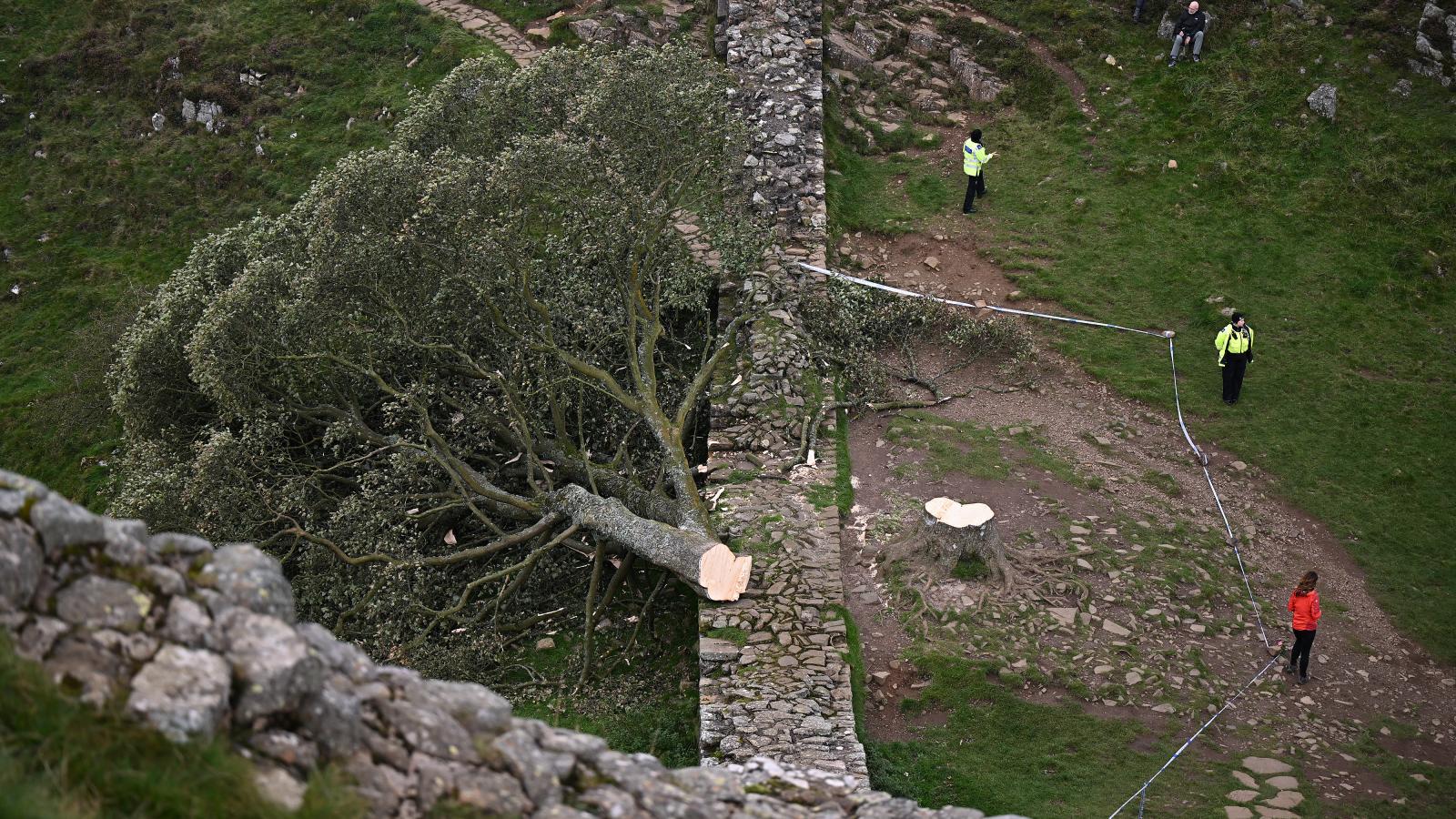A fa több mint 200 évig állt a Hadrianus-falnál, mielőtt 2023 szeptemberében kivágták;A védőfal mellett álló platán rendkívül népszerű turistalátványosság volt a festői helyszín miatt
