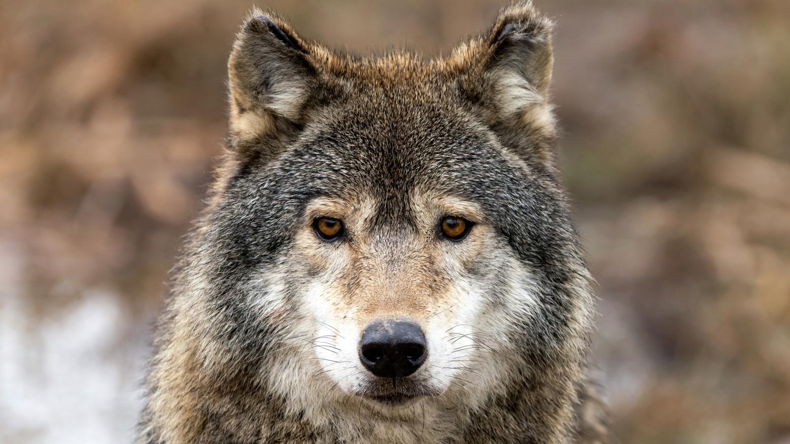 A döntés nem jelenti azt, hogy a farkasok hirtelen teljesen védtelenekké válnak