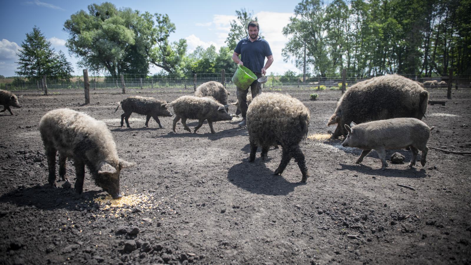 A család megélhetését jelenti a mangalicatelep. Ha máshogy nem megy, gasztroeseményeket szerveznek majd