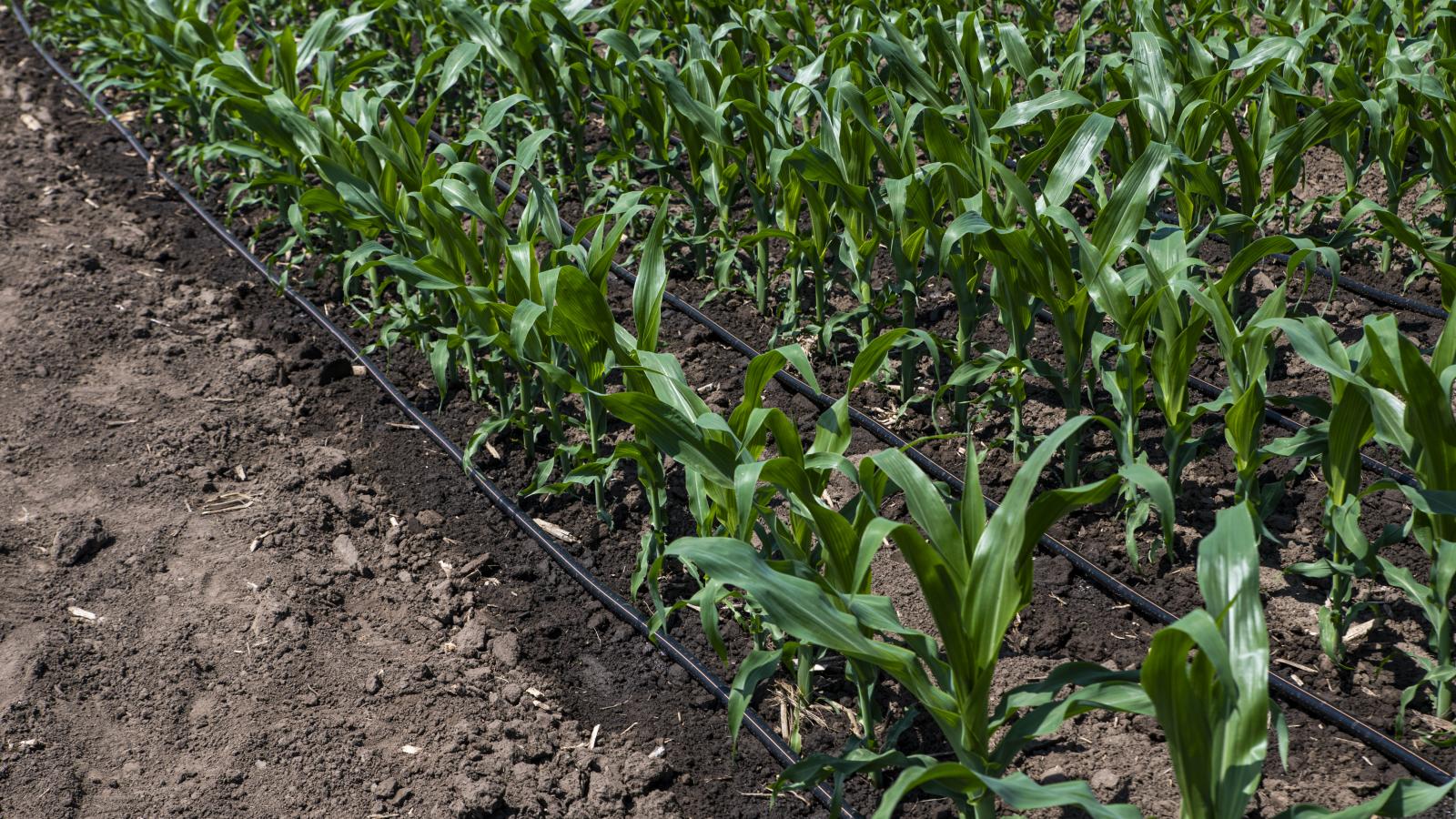 Vizsgálat hiányában előfordulhat, hogy az adott növény egy másik országban nem hoz termést