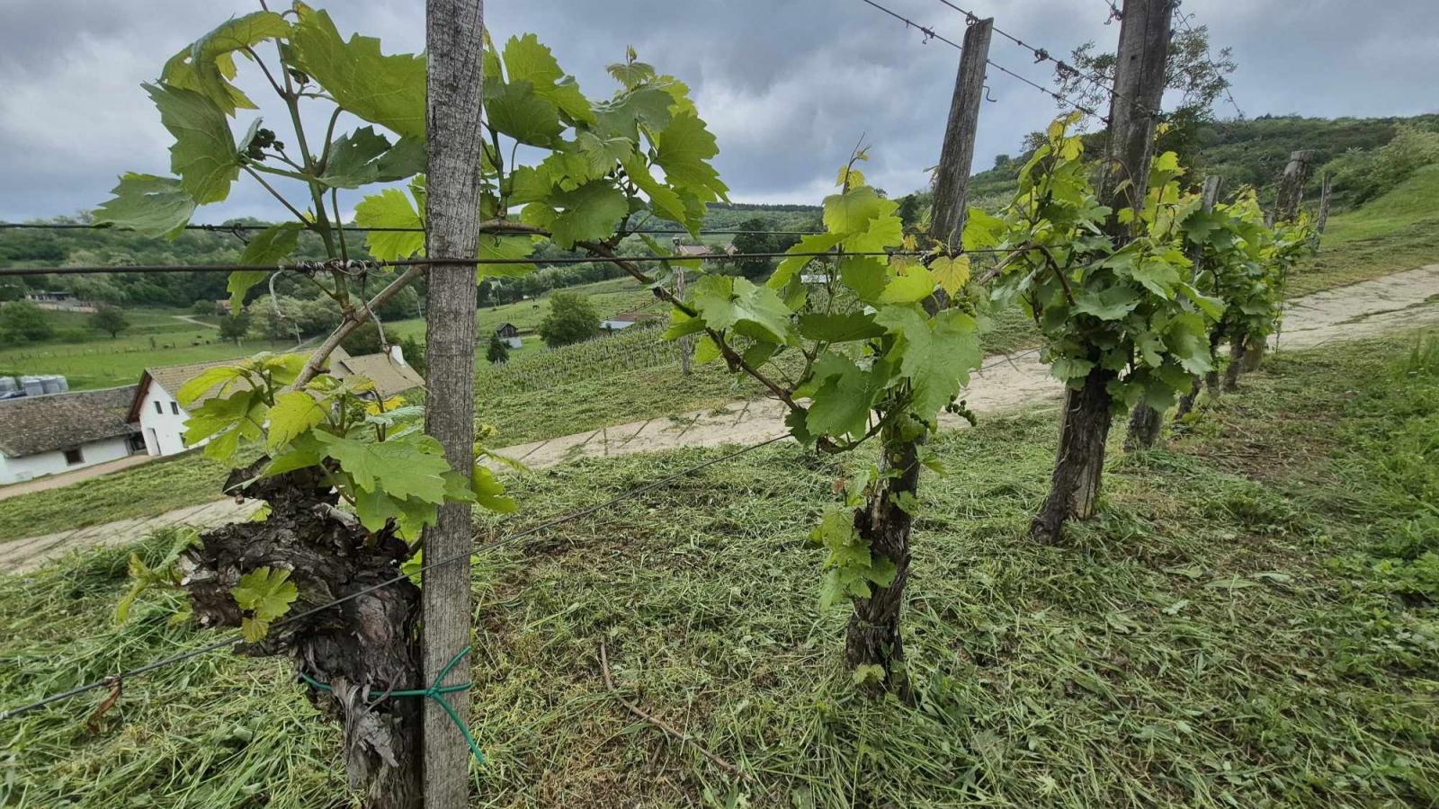 Szőlőfürtök a letartóztatott borász pincészeténél. 