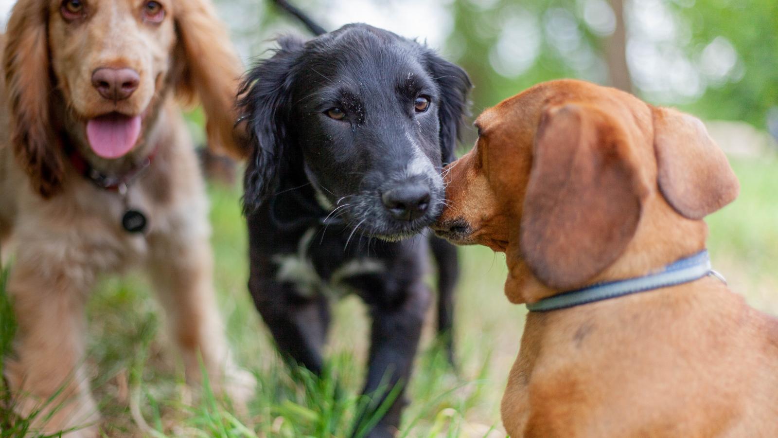 Beavatkozást nem igénylő, a kutyákra ártalmatlan módszerrel vizsgálták az agyukat