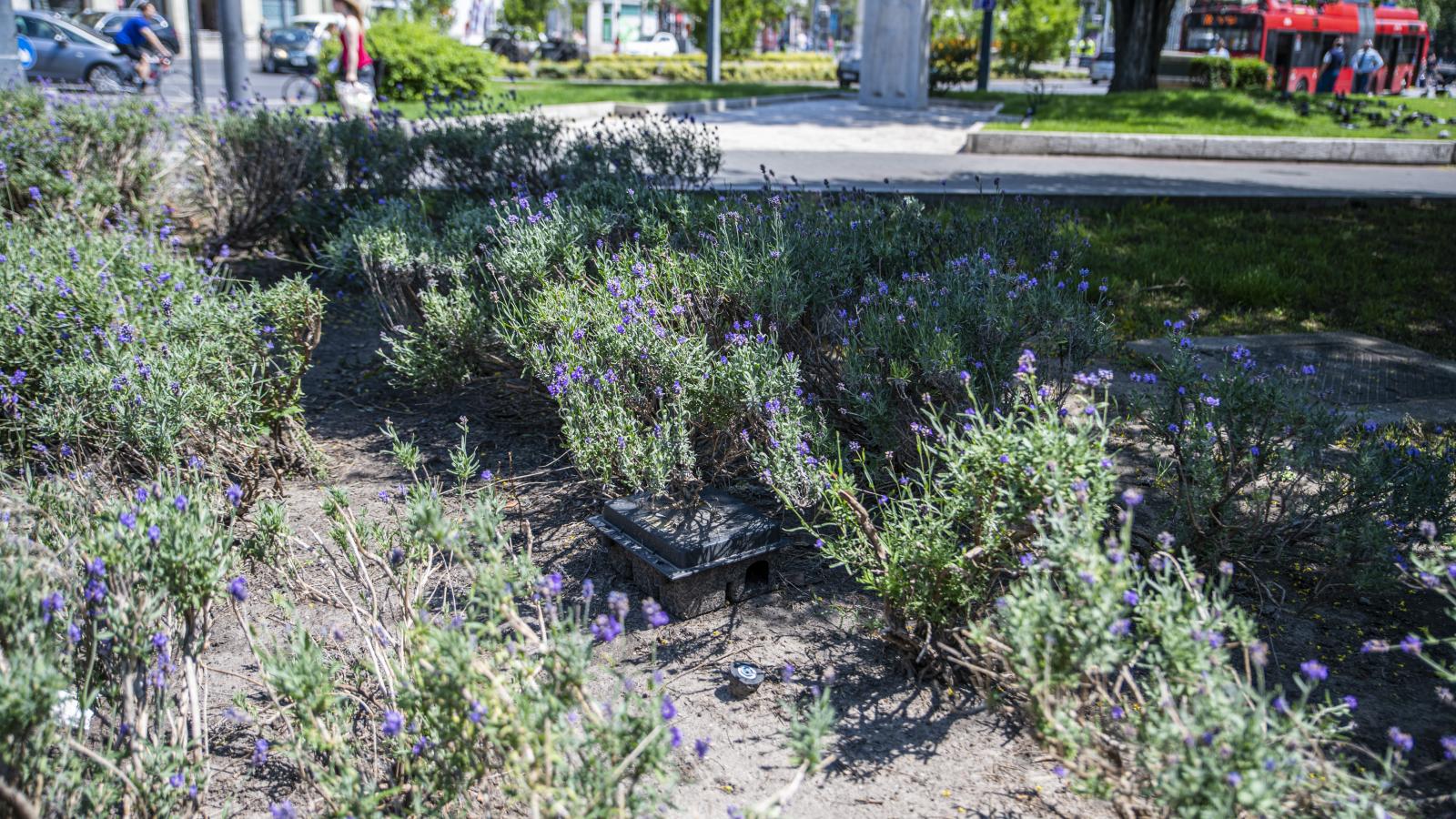 Egy „méregmező” a növények között elbújva