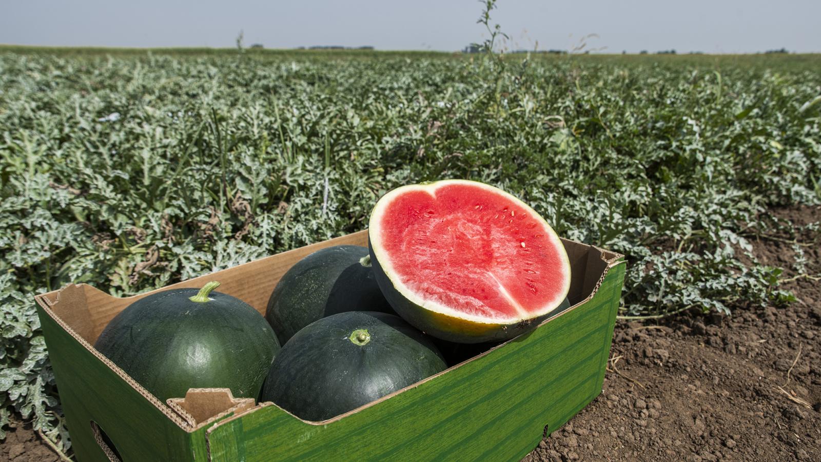 Nem túl fényes a szezon a termelőknek, éppen csak van valami hasznuk a gyümölcsön