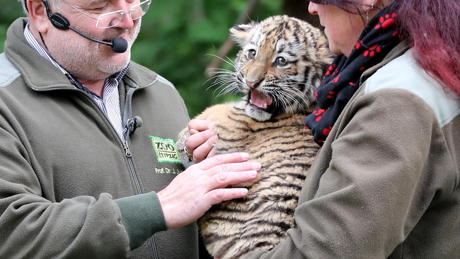 Képünk illusztráció, Jörg Junholdt igazgató 2017-ben egy akkor született tigriskölyökkel a lipcsei állatkertben