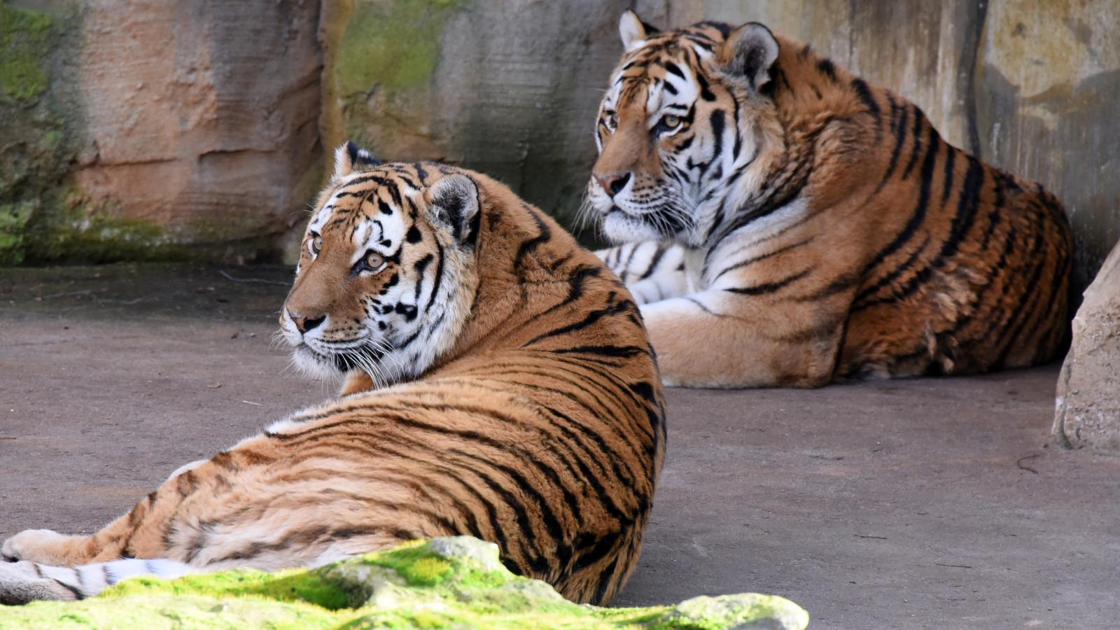 Kifejlett szibériai tigrisek pihennek a lipcsei állatkertben