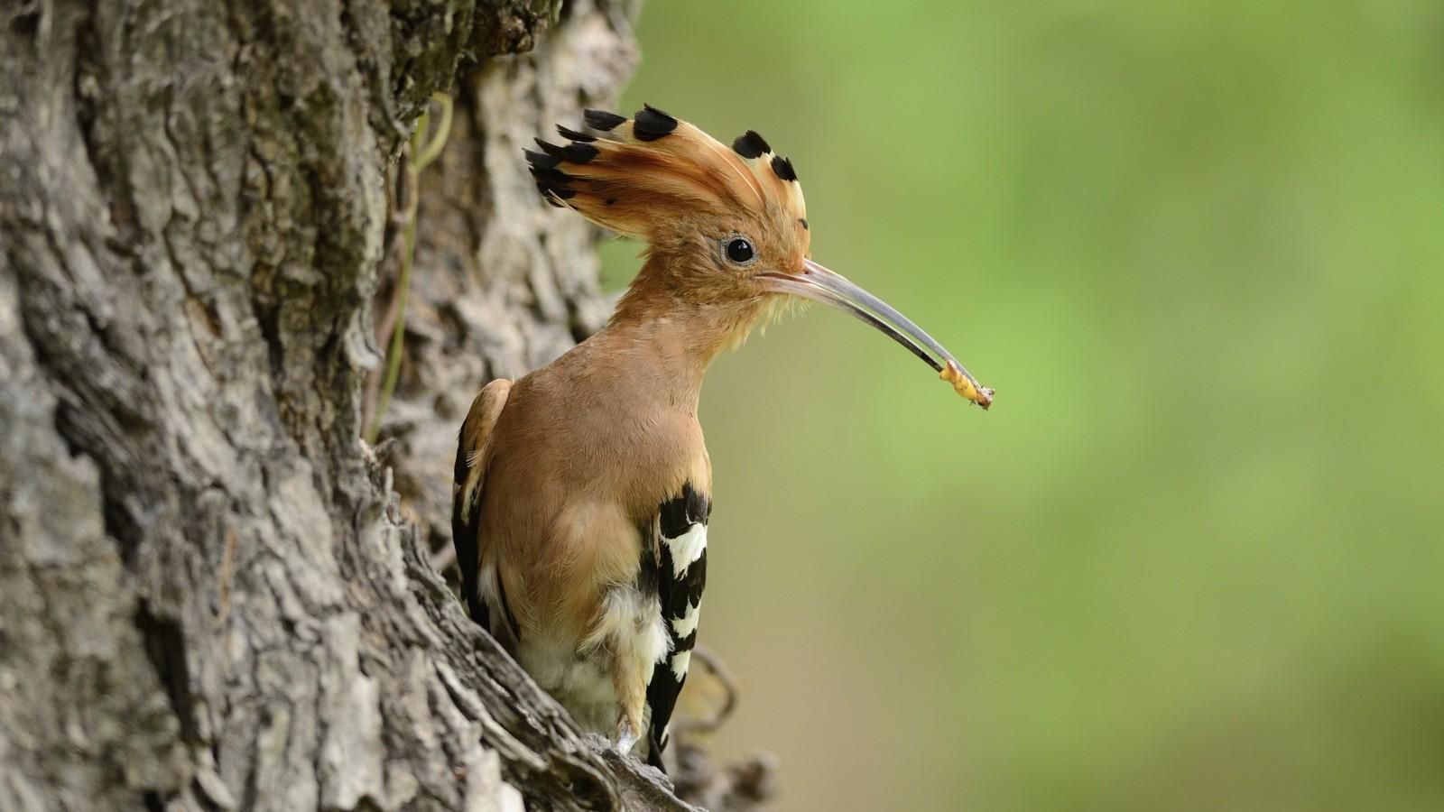 Búbos banka. FOTÓ: Thinkstock