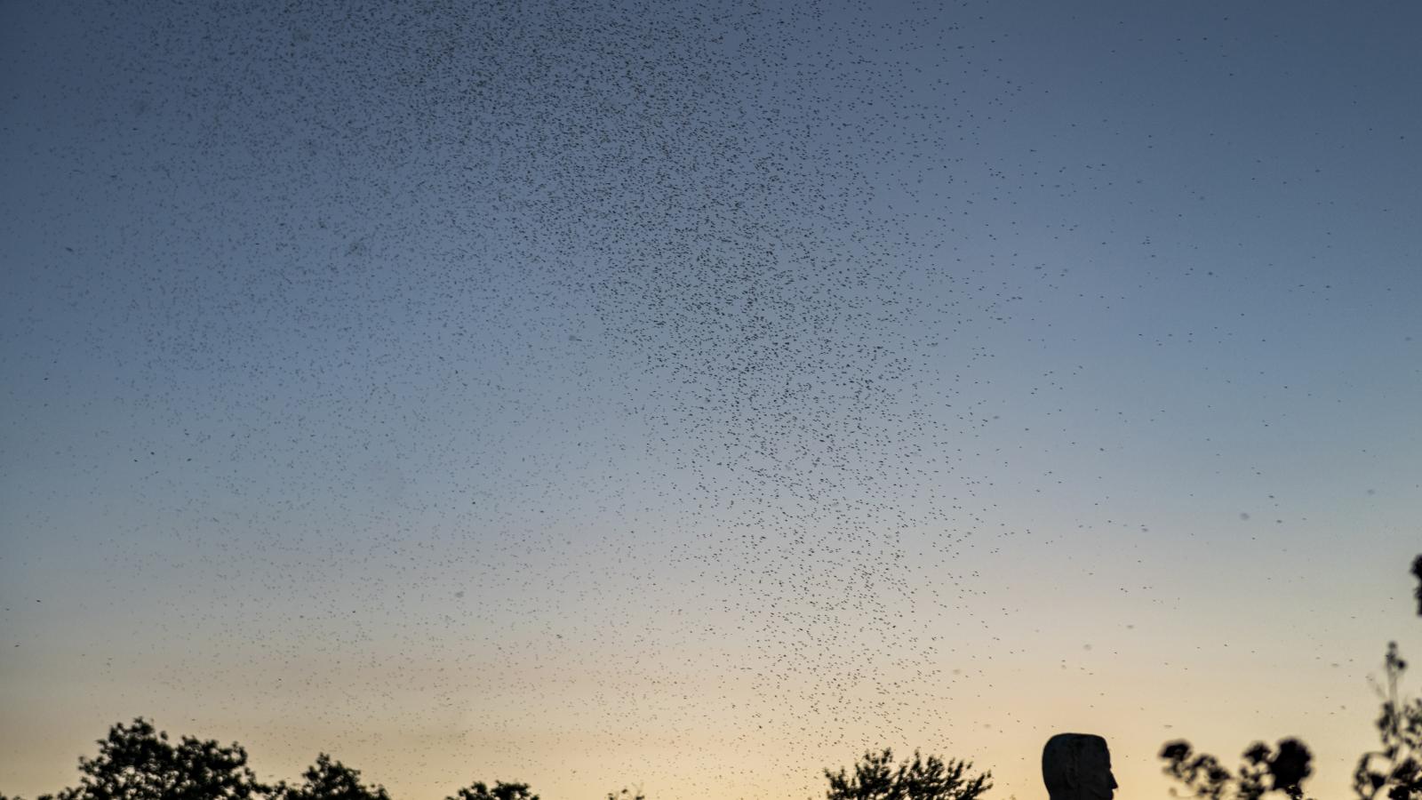 Rajzás. A vendéglátósok reggelente ipari porszívóval takarítják el a mindent beborító szúnyogtetemeket