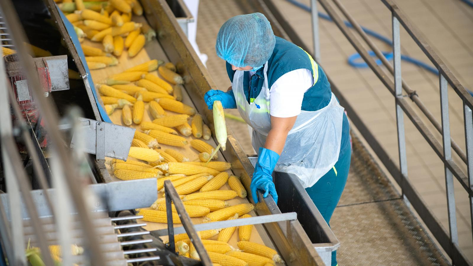 A hosszú távú bérmegállapodásban kijelölt, jövő évre szóló 13 százalékos minimálbér-növelésről már senki sem beszél