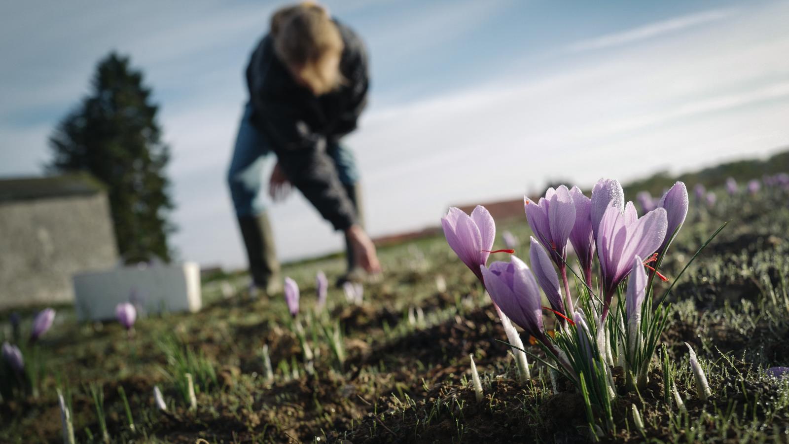 A sáfrány a világ legdrágább fűszere, a paprika térnyerése előtt a Kárpát-medence egyik meghatározó árucikke volt