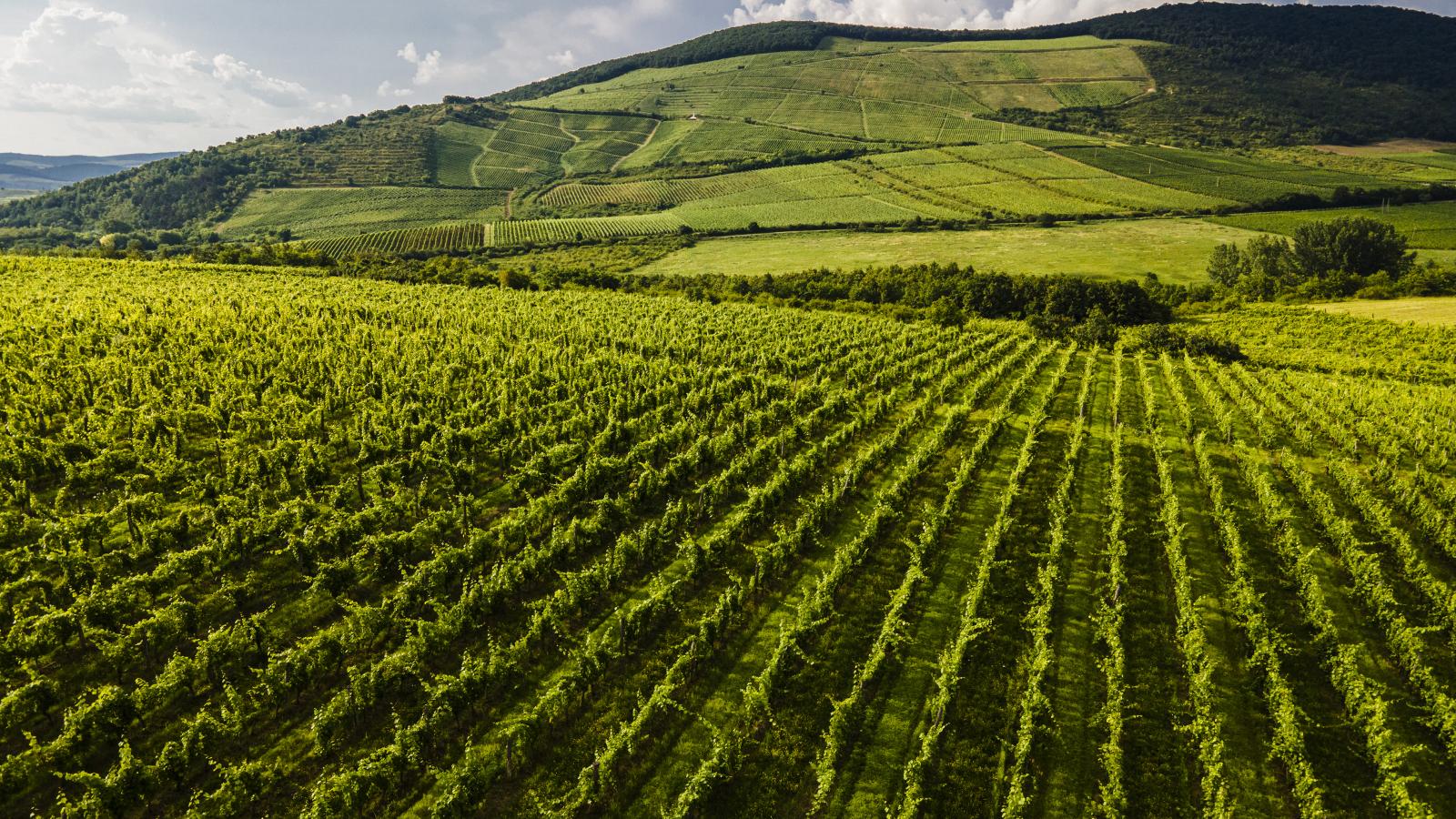 Szőlőtőkék az egri borvidéken – ha az egész ország olyan lenne, mint mondjuk Eger és környéke, tényleg minden migráncs ide akarna jönni, nem húzna el innen mindenki, aki teheti