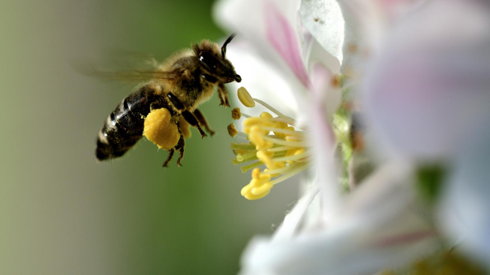 A vadon élő méhek épp olyan fontosak, mint a kaptárban élők, megmentésükért mi is tehetünk