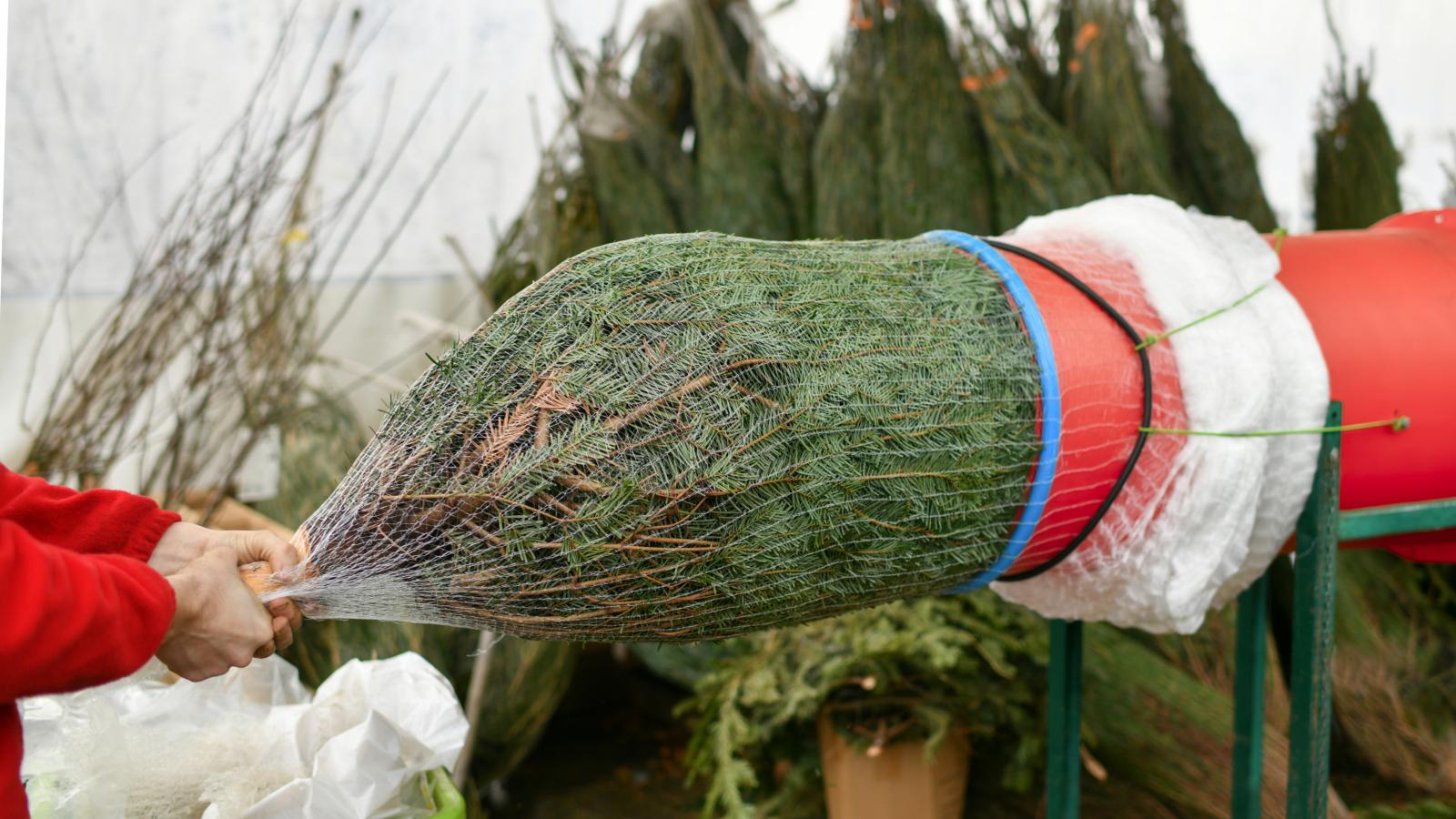 „Pillanatok alatt kiszúrtuk azt a magas, csinos, jó formájú Nordmannt, amely büszkén állt a csomagológép mellett (ami alakra egészen olyan, mint a betonkeverő)”