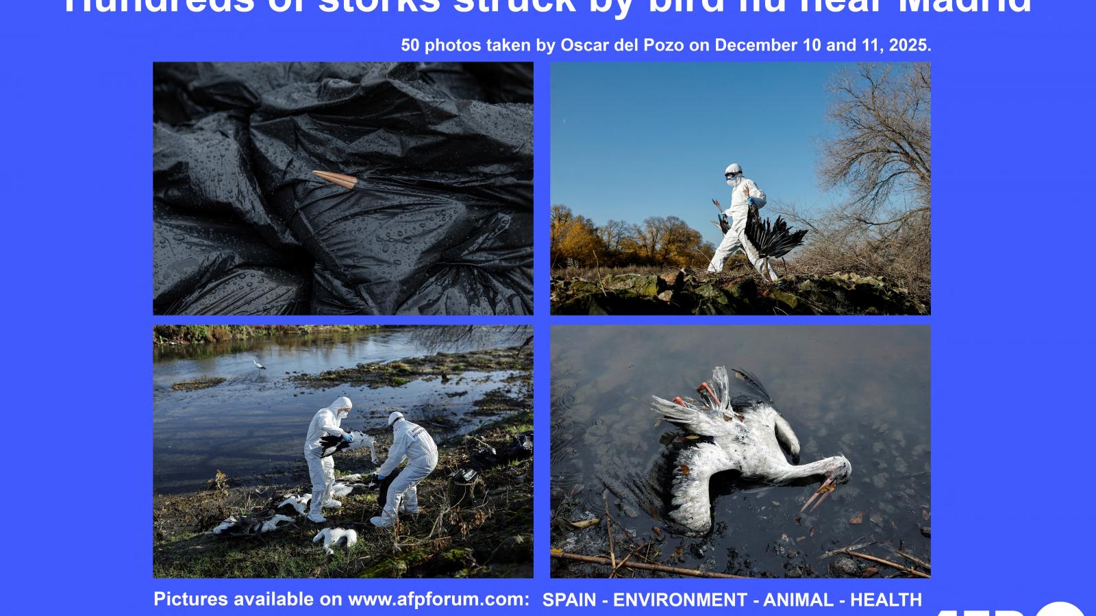 Gólyák százai pusztultak el madárinfluenzában Spanyolországban