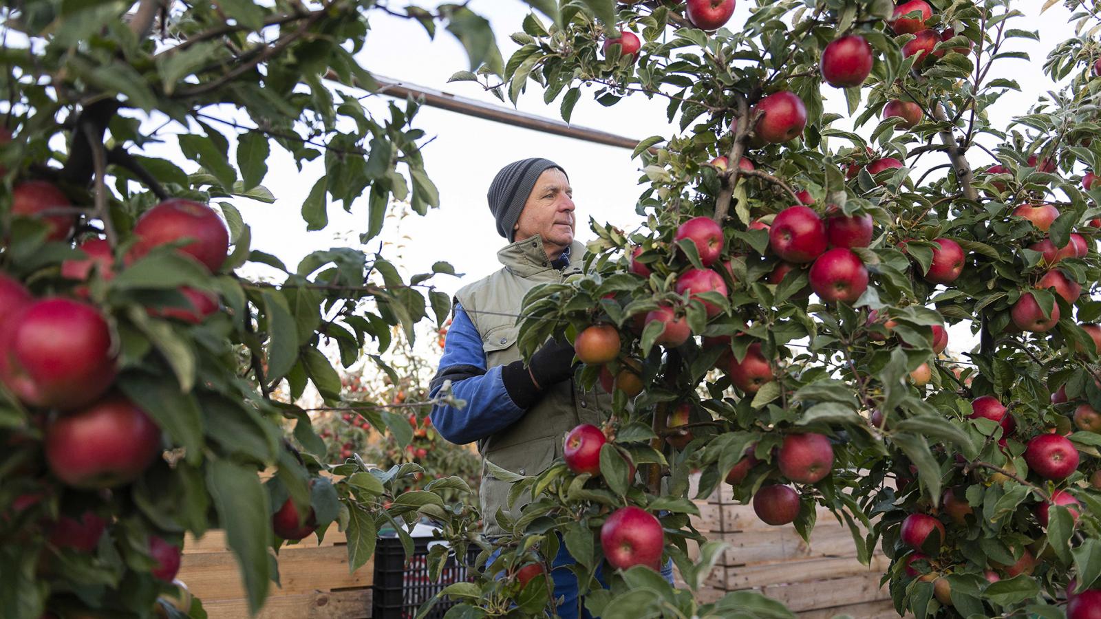 Katasztrofális évet zártak a magyar gyümölcstermesztők, ha ez jövőre megismétlődik, gazdák tömege hagyhatja abba a munkát