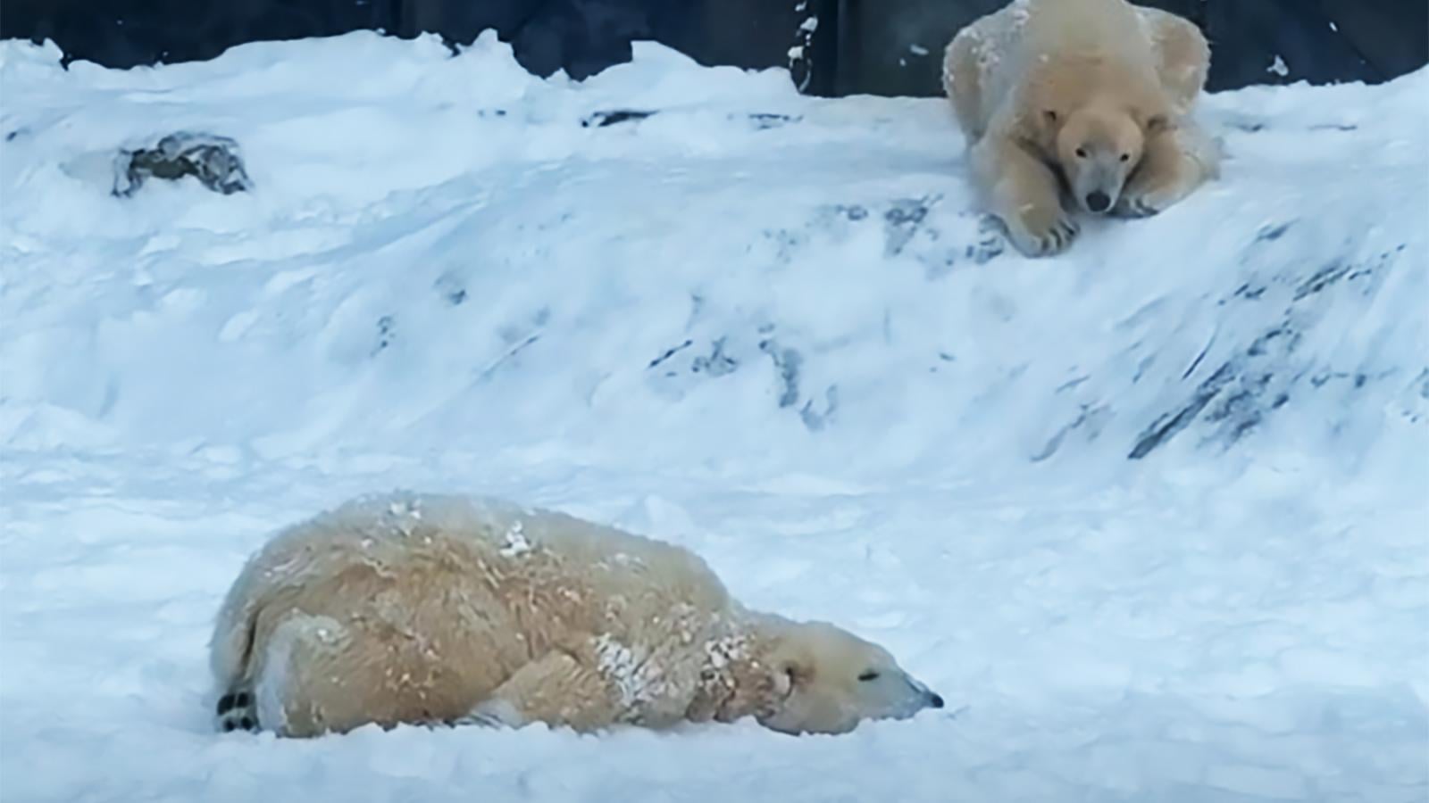Az Egyesült Államokban is felfigyeltek a Nyíregyházi Állatpark hóban játszadozó jegesmedvebocsaikra
