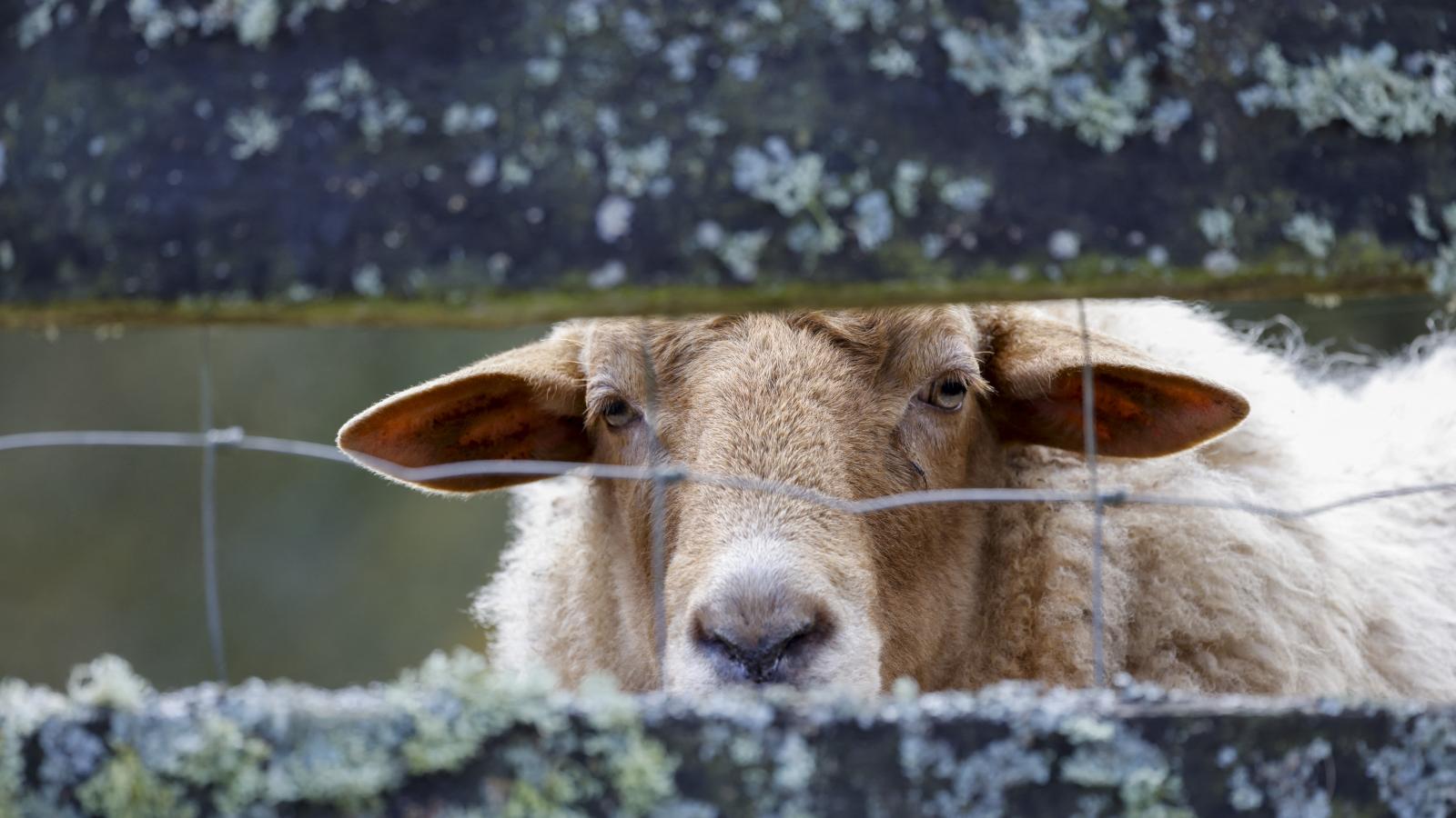 Képünk illusztráció