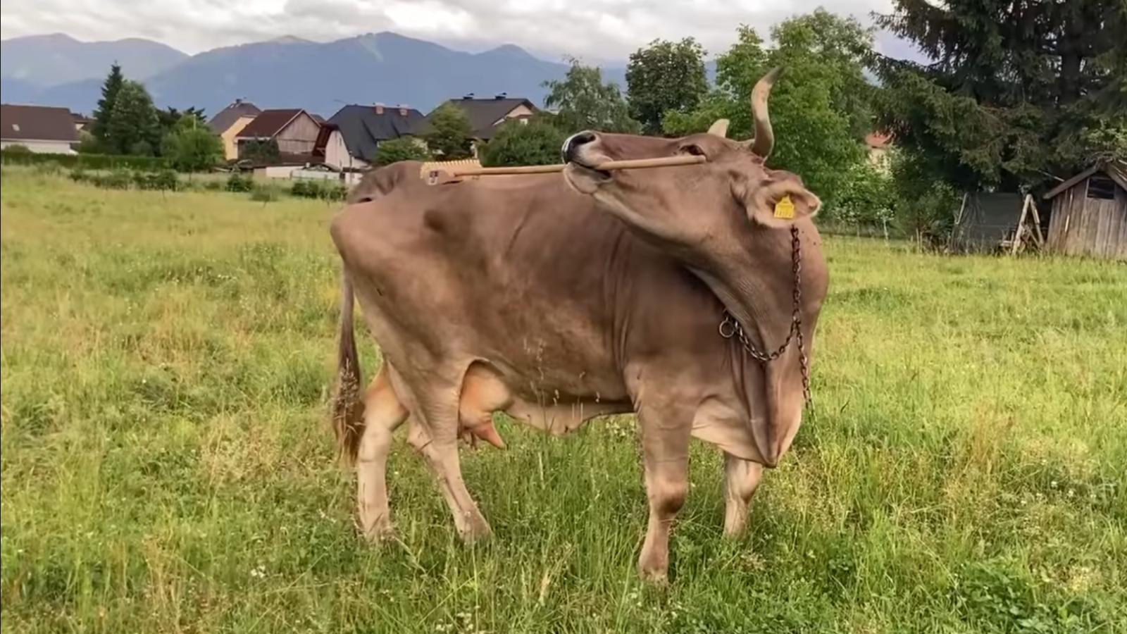 Bottal, gereblyével és seprűvel is képes vakarózni egy osztrák tehén